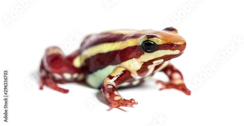 Anthony's poison arrow frog, Epipedobates anthonyi photo