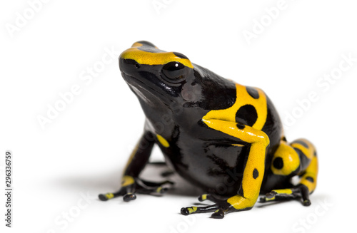 Yellow-banded poison dart frog, Dendrobates leucomelas