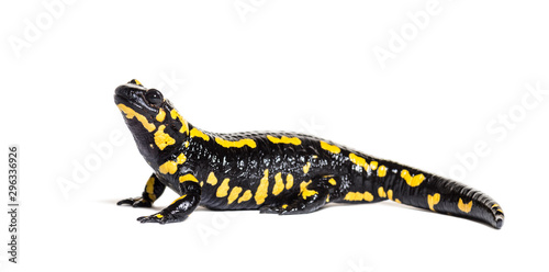 Fire salamander, Salamandra salamandra, isolated