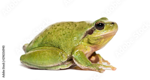 Mediterranean tree frog, Hyla meridionalis