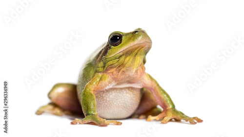 Mediterranean tree frog, Hyla meridionalis