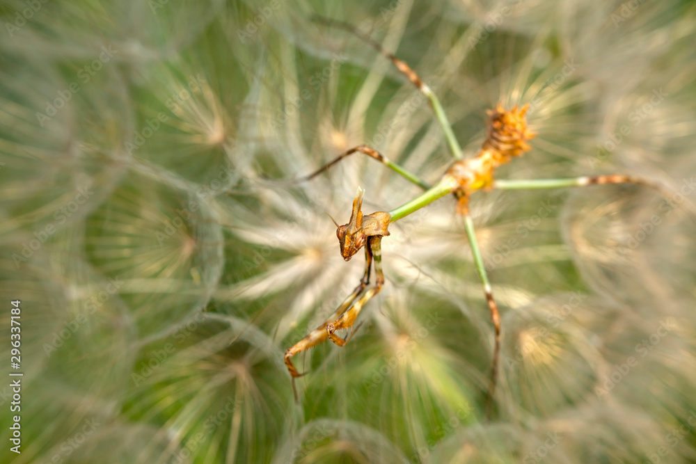 Close up of pair of Beautiful European mantis ( Mantis religiosa ) Close up of pair of Beautiful European mantis ( Mantis religiosa )