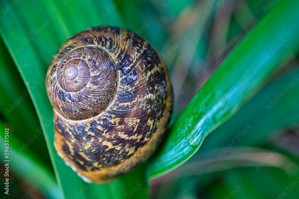 Snail shell on green leaves background, close-up image Snail shell on green leaves background, close-up image