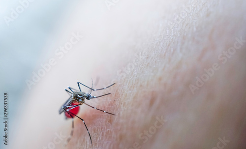 Mosquito sucking blood on human skin Malaria,Dengue,Chikungunya,Zica virus © sirinyapak