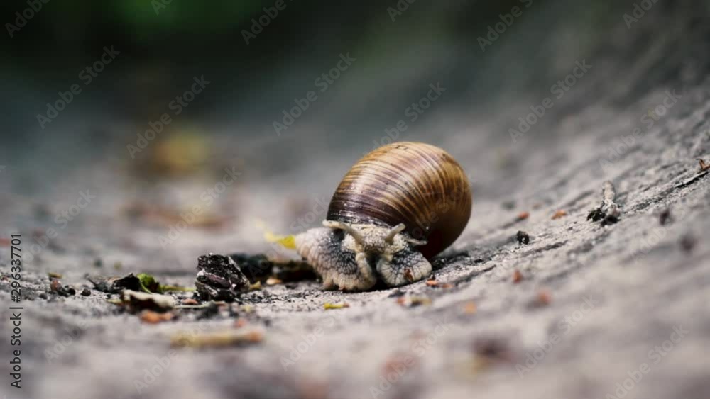 Closeup snail crawling in the stone drain Closeup snail crawling in the stone drain