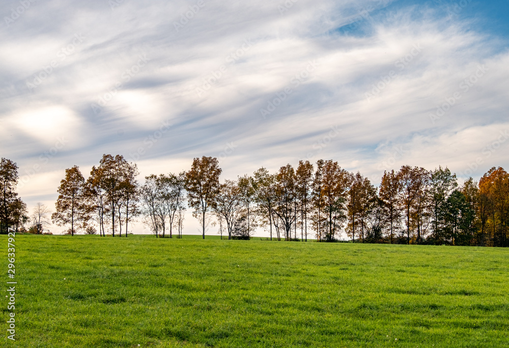 Obraz premium Hollis Treeline 3