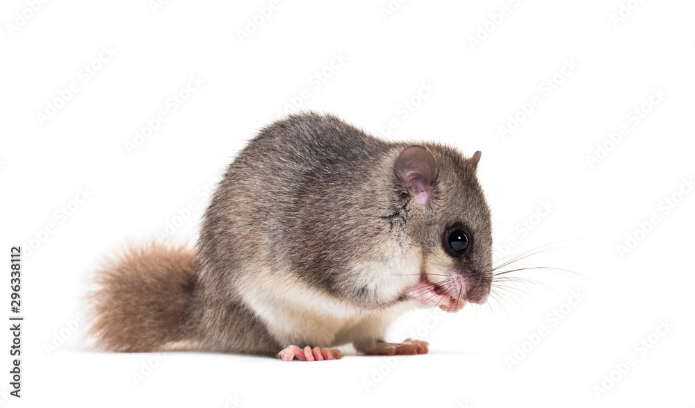 Edible Dormouse or Fat Dormouse, Glis glis, grooming Edible Dormouse or Fat Dormouse, Glis glis, grooming