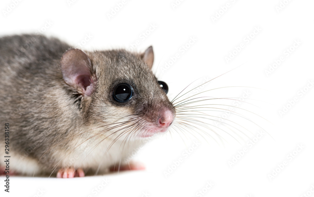 Edible Dormouse or Fat Dormouse, Glis glis Edible Dormouse or Fat Dormouse, Glis glis
