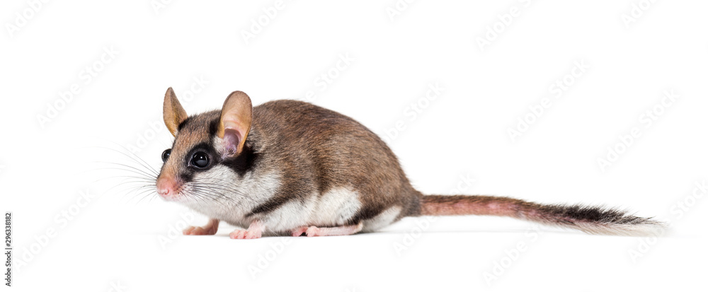 Obraz premium Garden Dormouse, Eliomys quercinus, in front of white background