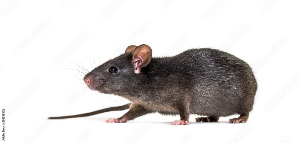 Black rat, Rattus rattus, in front of white background Black rat, Rattus rattus, in front of white background