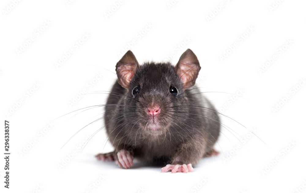 Obraz premium Black rat, Rattus rattus, in front of white background