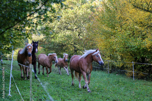 Horses - Beautiful horses gallop along green grass © leomalsam