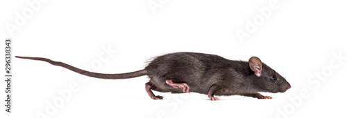 Fotografia Black rat, Rattus rattus, in front of white background