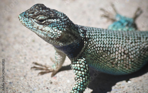 A Yarrow, or Mountain, Spiny Lizard, Sceloporus jarrovii photo