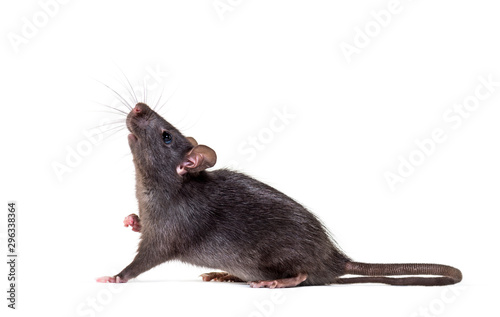 Fototapeta Naklejka Na Ścianę i Meble -  Black rat, Rattus rattus, in front of white background