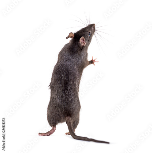Black rat, Rattus rattus, in front of white background photo