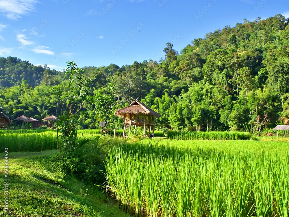 Obraz premium The landscape of the rural cottage and the rice farm with mountain background Chiangmai, Thailand