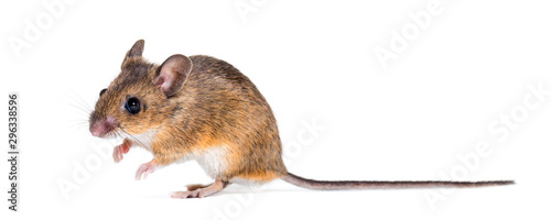Eurasian mouse, Apodemus species, sitting in front of white