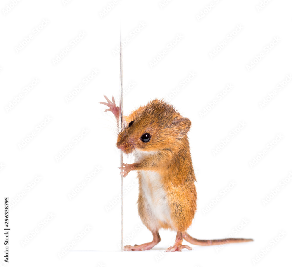 Eurasian Harvest Mouse Micromys Minutus Isolated On White Stock 写真 Adobe Stock