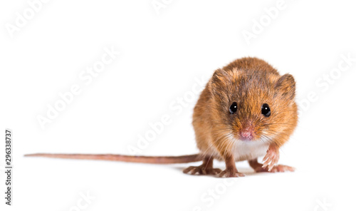 Eurasian harvest mouse, Micromys minutus