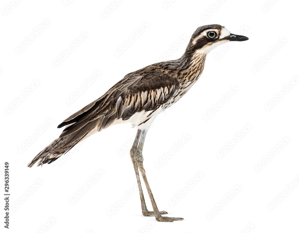 Peruvian thick-knee, Burhinus superciliaris standing Peruvian thick-knee, Burhinus superciliaris standing