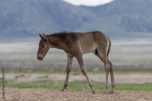 Cutre Wild Horse Foal in Spring in Utah