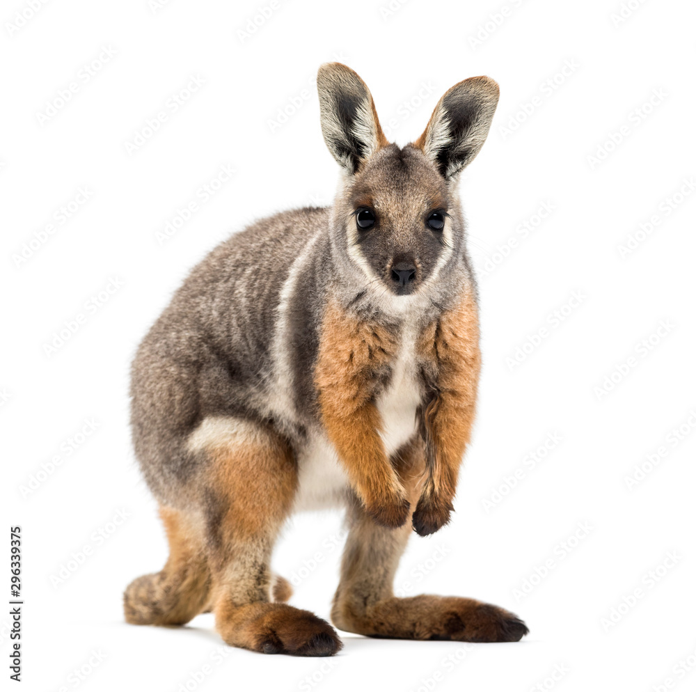Yellow-footed rock-wallaby, Petrogale xanthopus, kangaroo