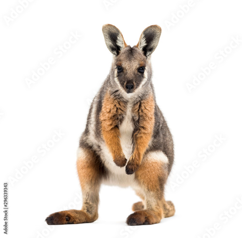 Yellow-footed rock-wallaby, Petrogale xanthopus, kangaroo © Eric Isselée