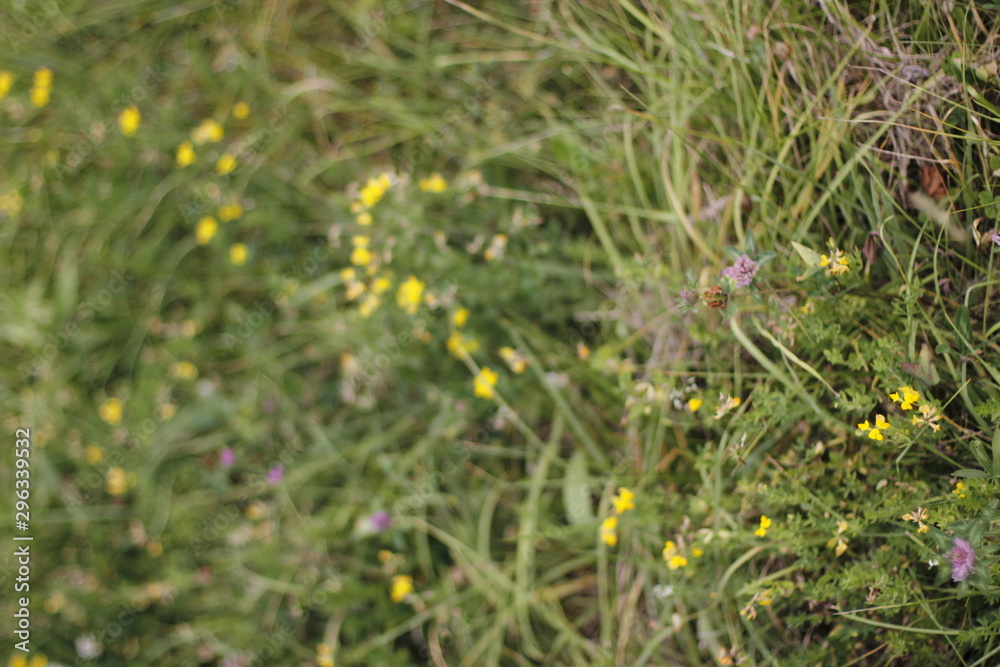Vegetation in the countryside