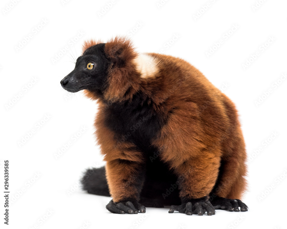 Fototapeta premium Red ruffed lemur, Varecia rubra, sitting, isolated on white