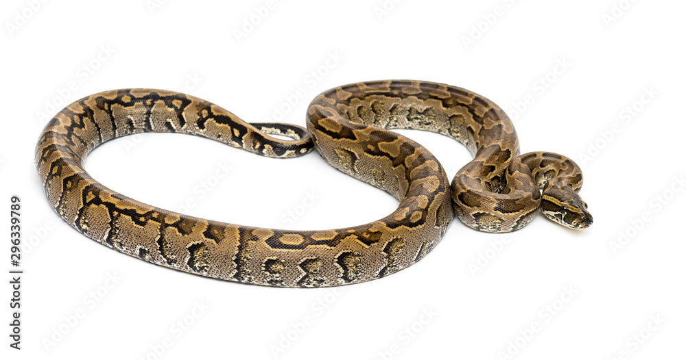 Boa madagascariensis, Sanzinia madagascariensis, snake Boa madagascariensis, Sanzinia madagascariensis, snake