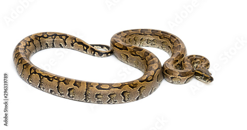 Boa madagascariensis, Sanzinia madagascariensis, snake