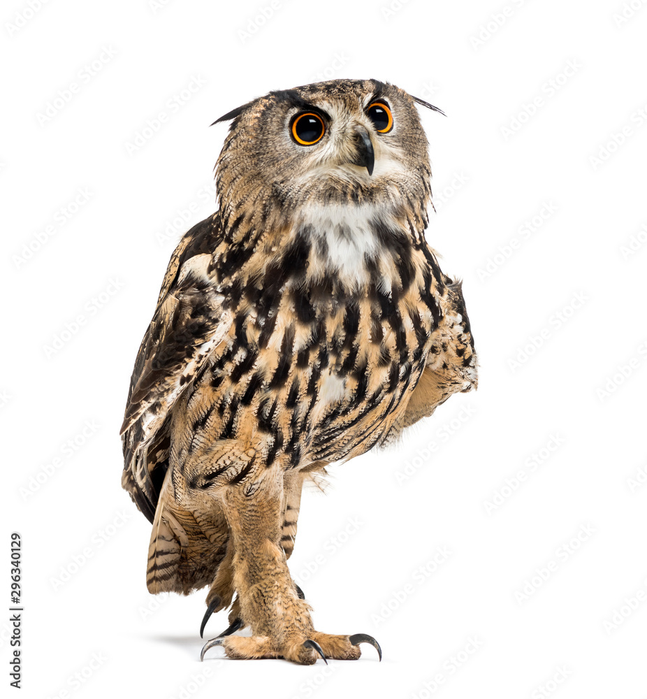 Eurasian eagle-owl, Bubo bubo, is a species of eagle-owl walking Eurasian eagle-owl, Bubo bubo, is a species of eagle-owl walking