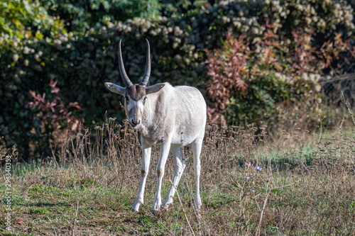 Curved horned antelope Addax (Addax nasomaculatus) It is listed a critically endangered species