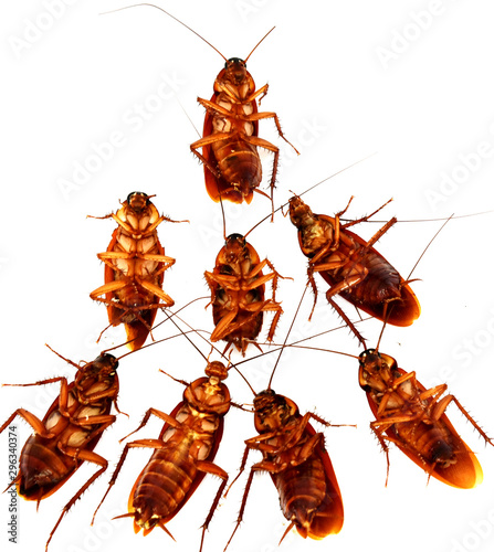 Many brown cockroaches lay dead on a white background.