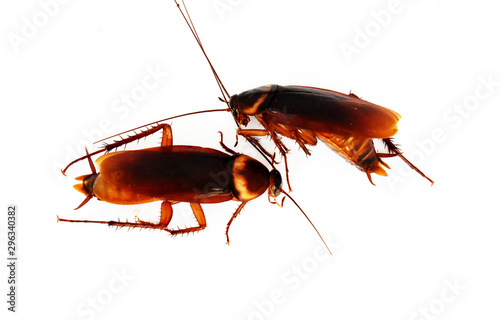 Many brown cockroaches lay dead on a white background.