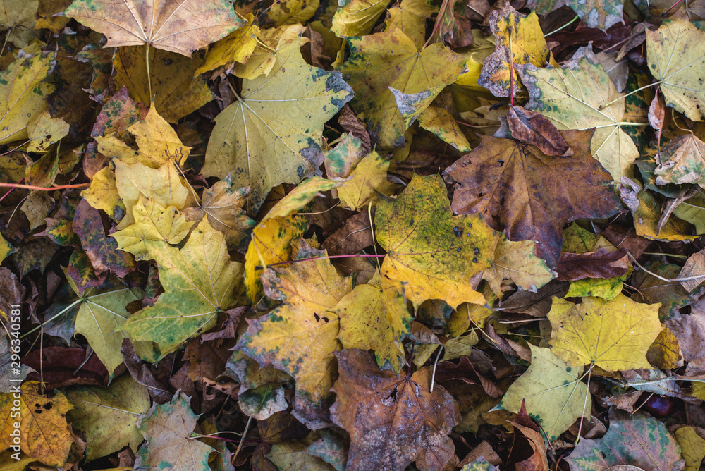 Colorful Autumn Leaves on Ground