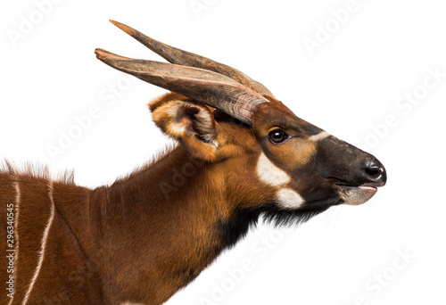Bongo, antelope, Tragelaphus eurycerus against white background photo