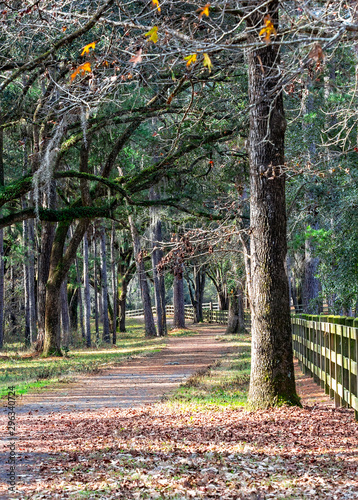 Scenic Landscape of Tallahassee, Florida photo