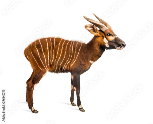 Bongo, antelope, Tragelaphus eurycerus standing