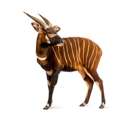 Bongo, antelope, Tragelaphus eurycerus standing, isolated