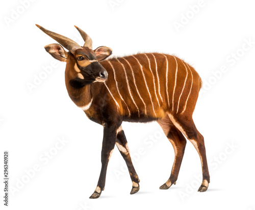 Bongo, antelope, Tragelaphus eurycerus standing, isolated photo