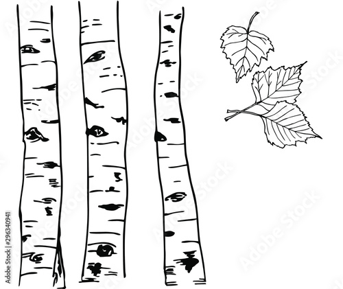Birch vector trunks and leaves in line art style.