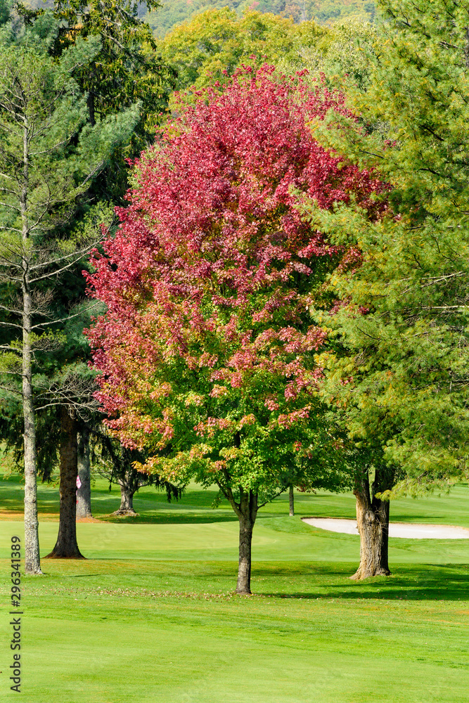 Naklejka premium Autumn Colors on Maple Tree