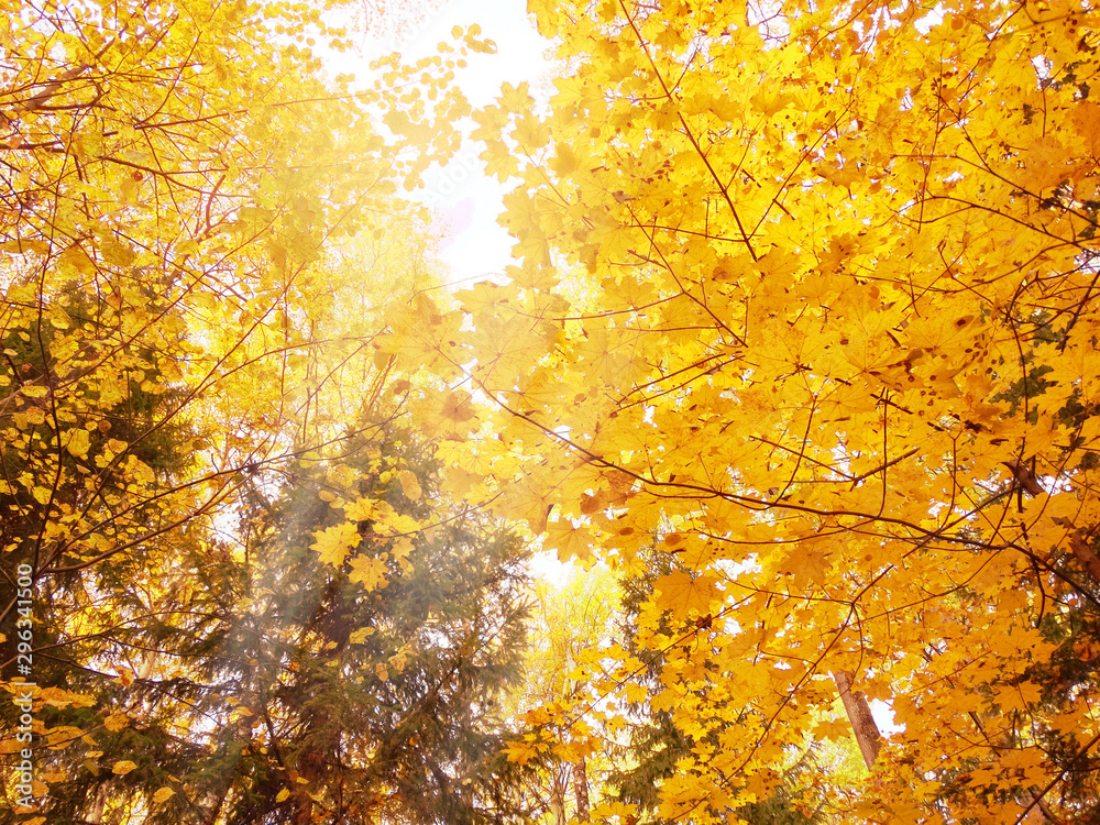 autumn landscape forest with yellow red leaves with sunny light beams autumn landscape forest with yellow red leaves with sunny light beams