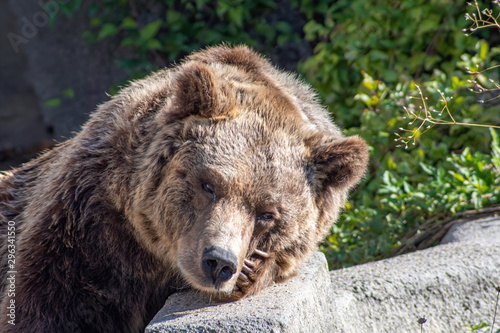 Wallpaper Mural Eurasian brown bear (Ursus  arctos) also known as the European brown bear. Torontodigital.ca