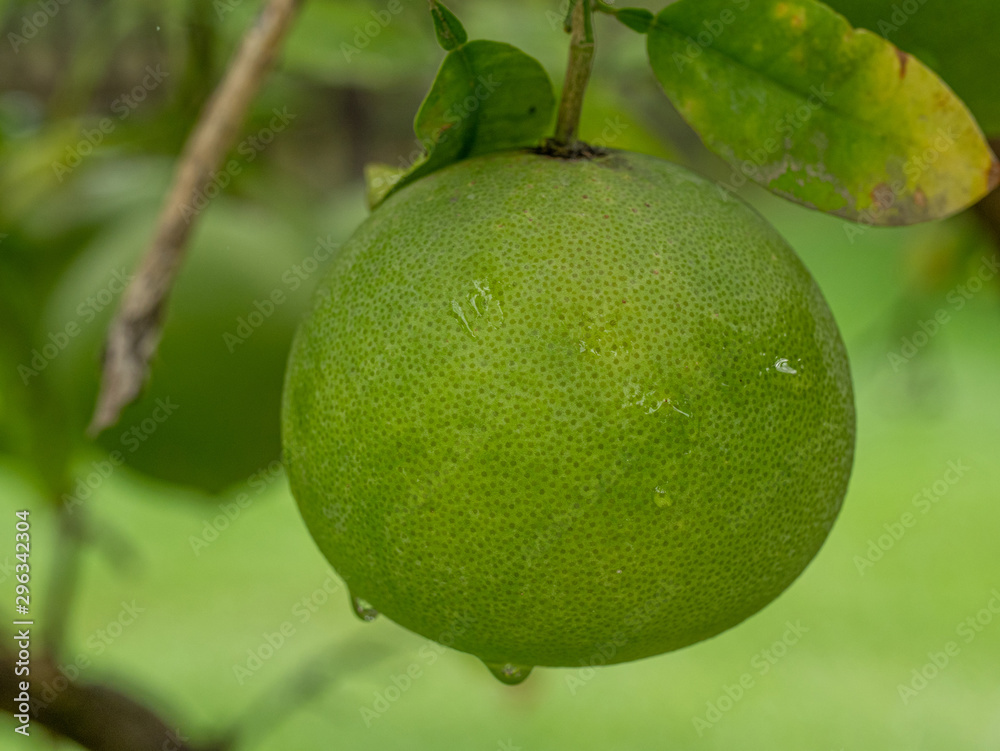 Grapefruit tree. Branch with fresh green fruits and leaves. Citrus garden Grapefruit tree. Branch with fresh green fruits and leaves. Citrus garden