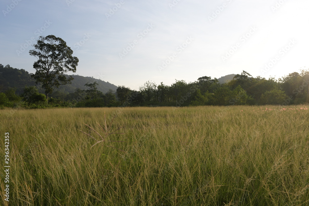 green field and blue sky