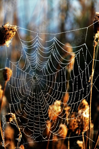 a spider web with dew drops