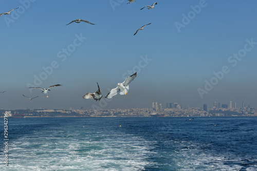 Seagulls flying behind ferry and chasing for piece of bread in the air while urban view sitting in the background.